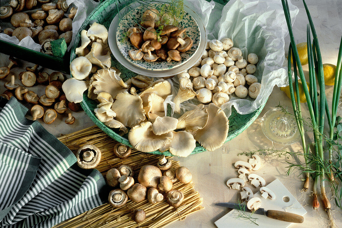 Still Life of Several Assorted Mushrooms