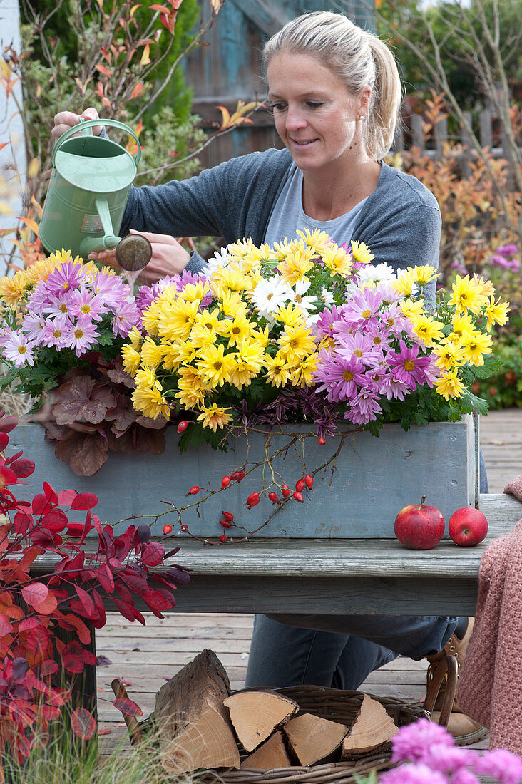 Woman Pours Trio Of Chrysanthemums In Wooden Box