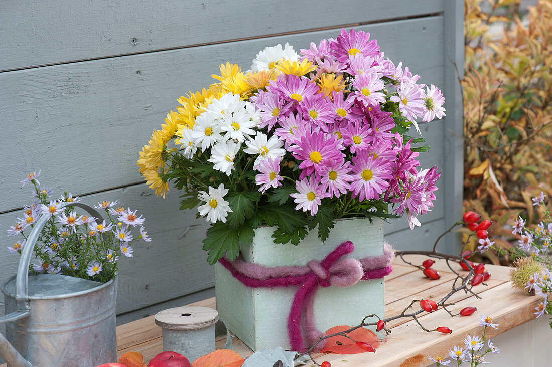 Trio Chrysantheme im Viereck-Topf