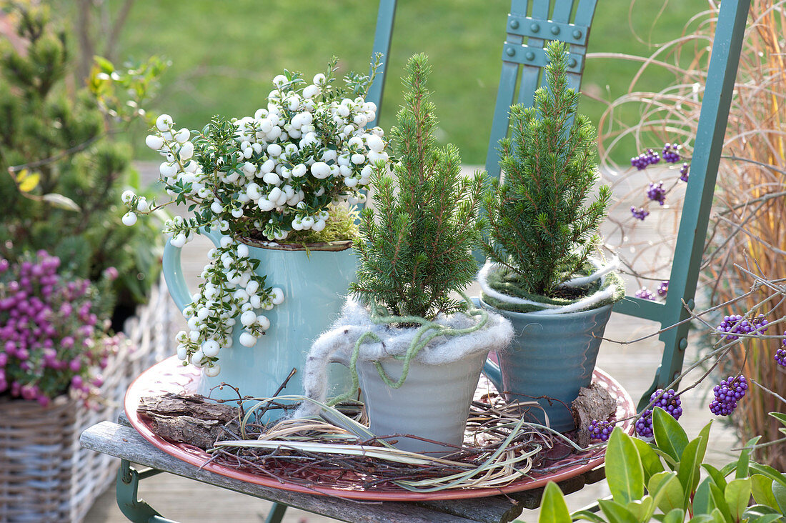 Small Pot Arrangement With Zuckerhutfichten And Peat Myrtle