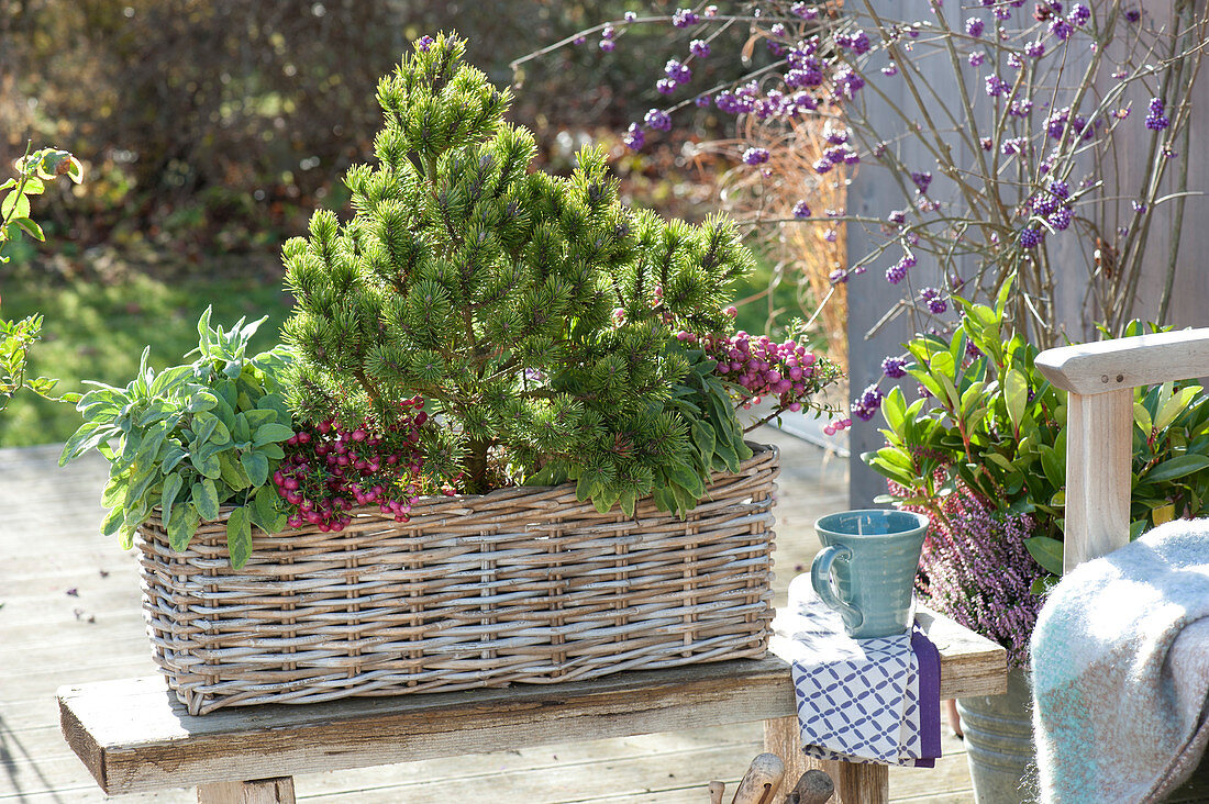 Pine, Sage And Peat Myrtle In The Basket Box
