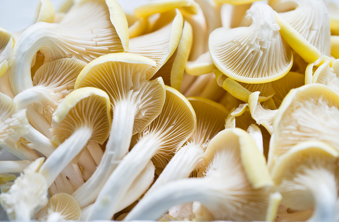 Yellow oyster mushrooms