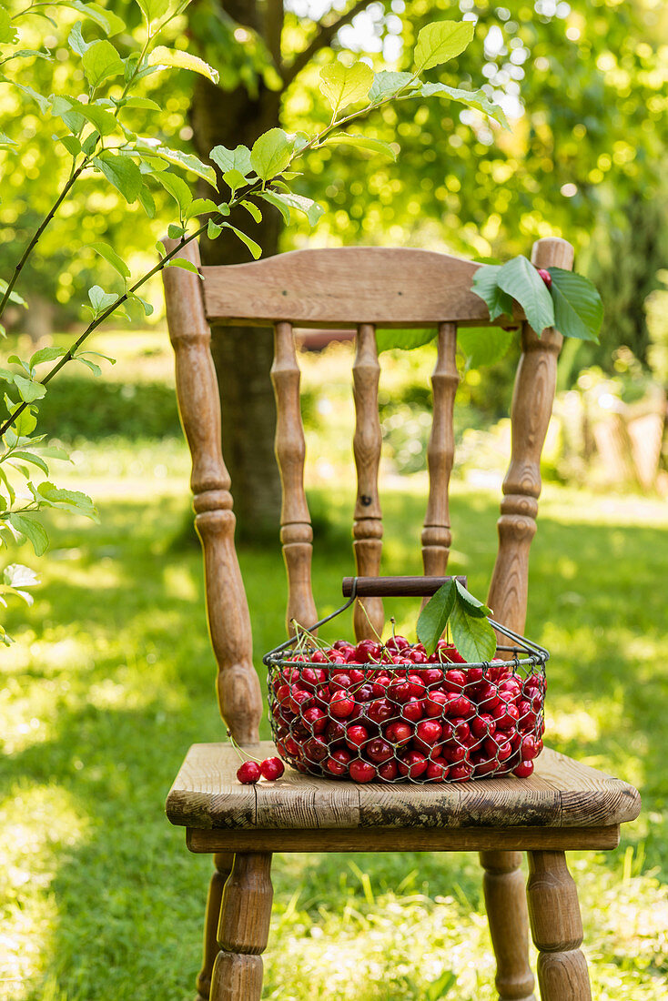 Sweet cherries basket in the garden