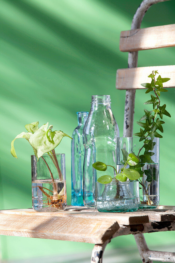 Bottles and cut-off bottle bottoms used as vases