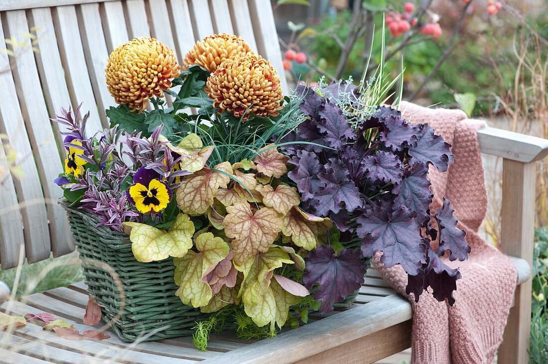 Autumn Box With Purple Bells And Decoration Chrysanthemum