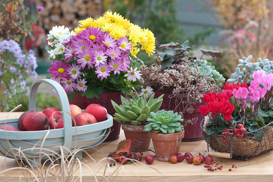 Autumn Arrangement With Chrysanthemums And Cyclamen