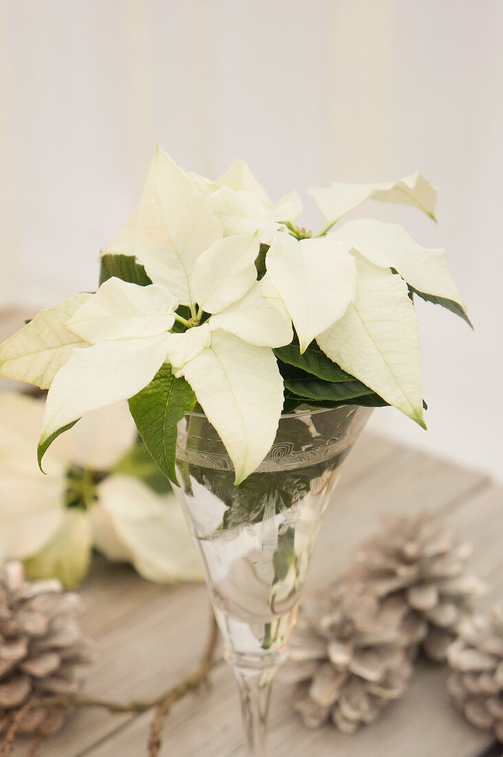 White poinsettias in an antique wineglass