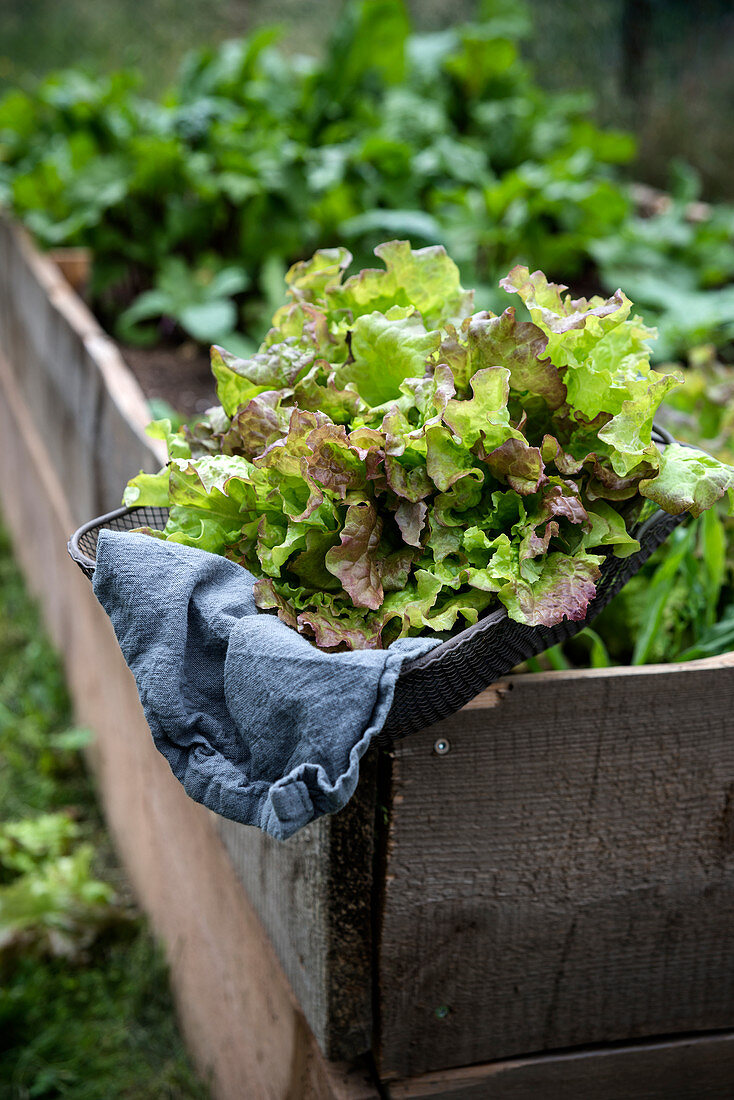 Fresh curly lettuce (Lactuca sativa var. Crispa) in a basket on a raised bed