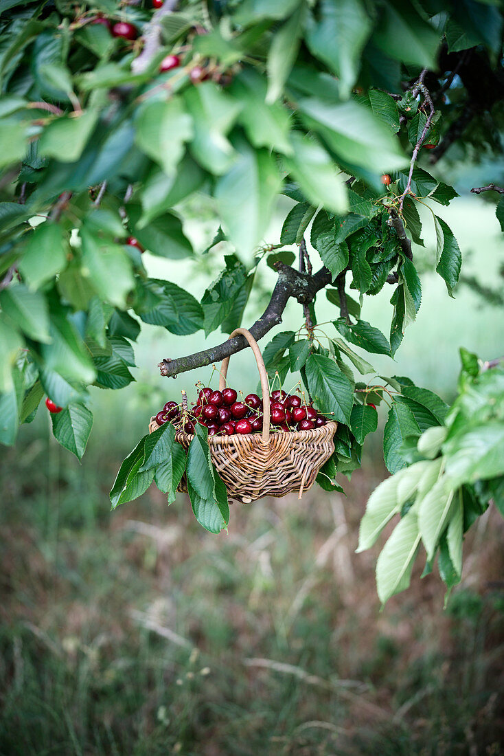 A basket of fresh sweet cherries hanging on a cherry tree