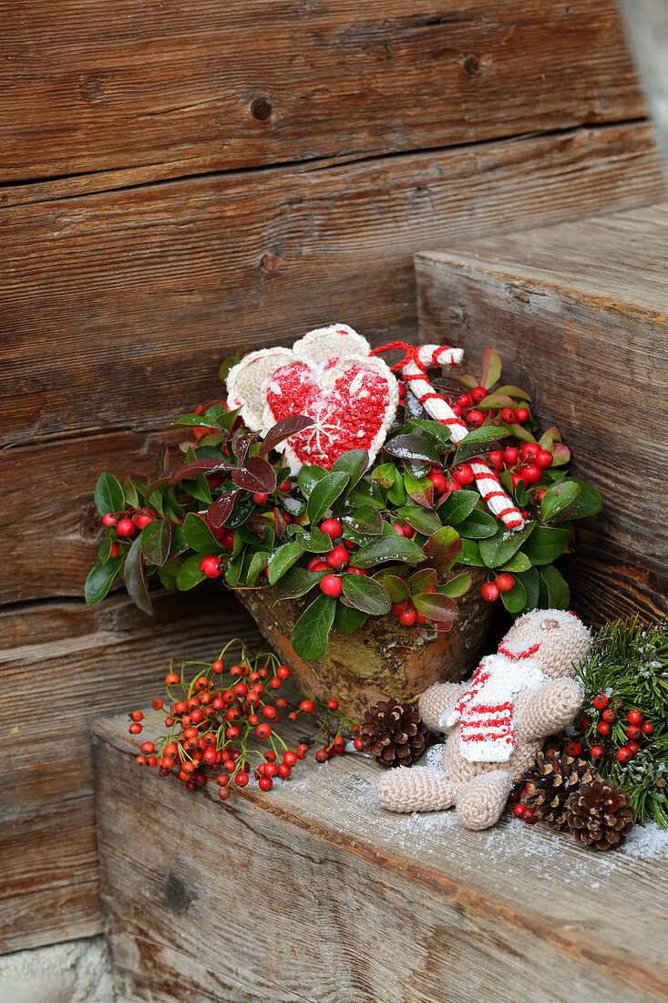 Festive arrangement of Gaultheria