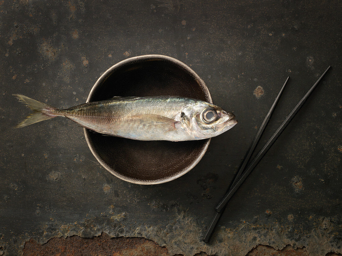 Fish on a bowl