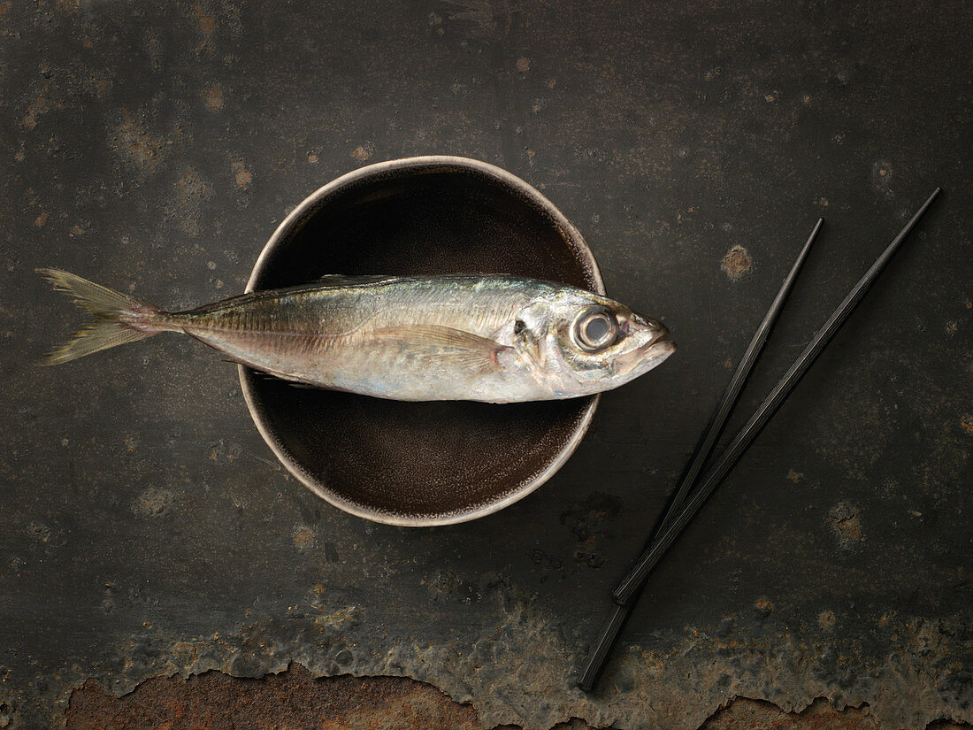 Frischer Fisch auf Metallschale