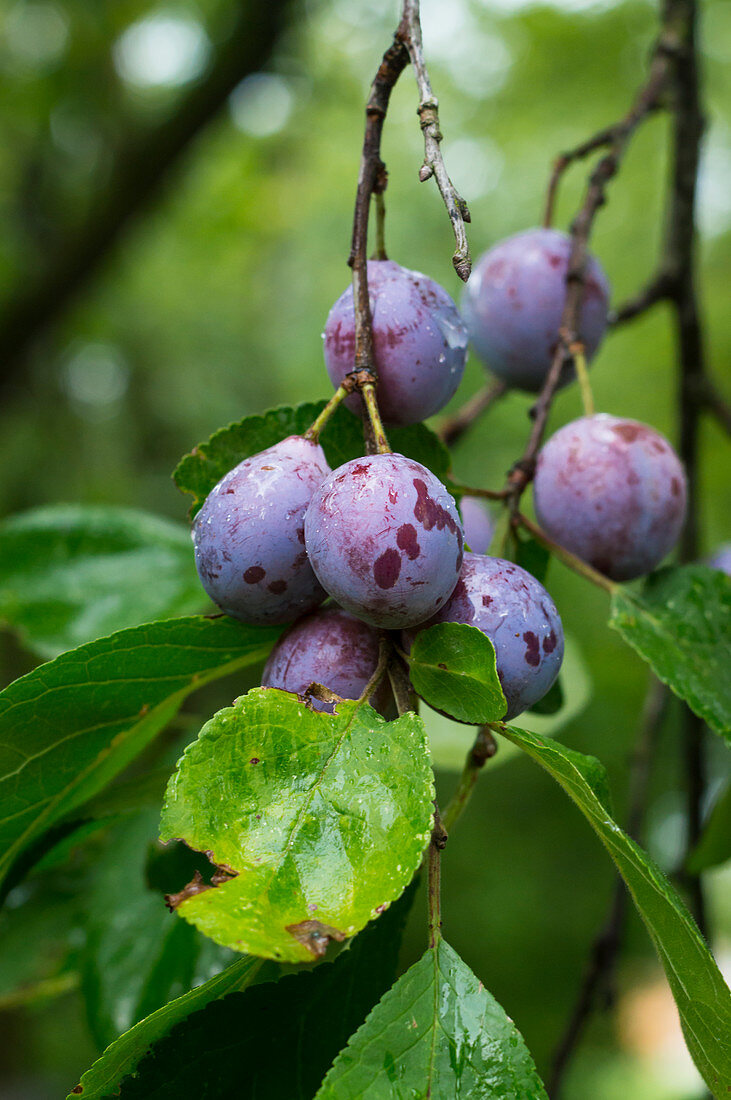 Blue summer plums on the branch with raindrops