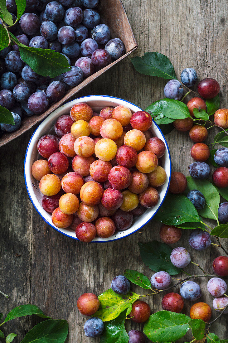 Fresh summer mirabelle plums in white bowl and blue plums on wooden surface