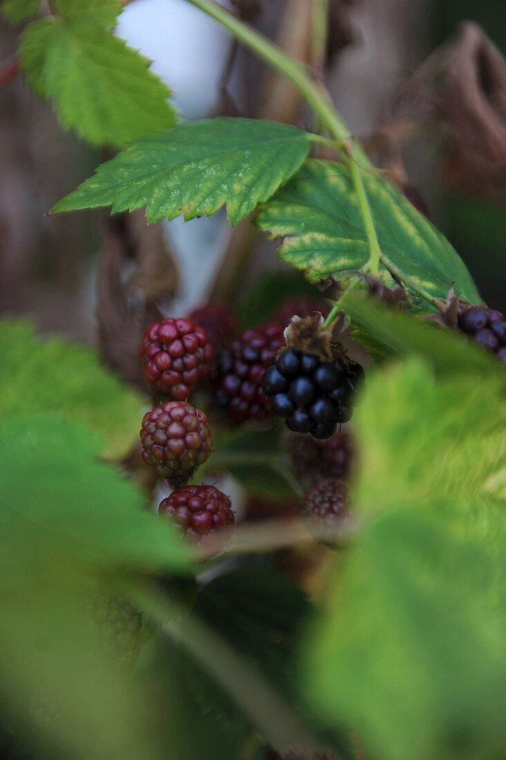 Blackberries on stalk