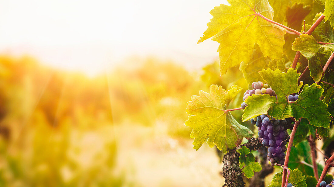 Grape vines in the Autumn light