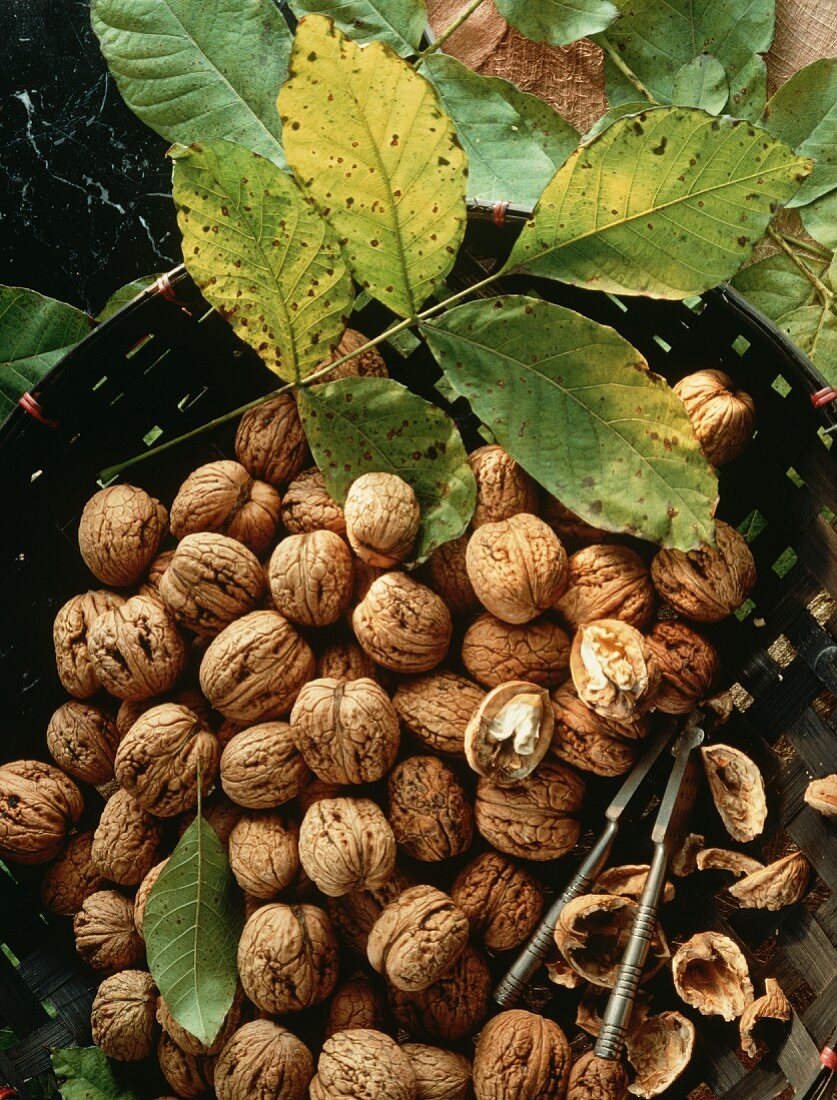 A Large Basket of Walnuts with Nutcrackers