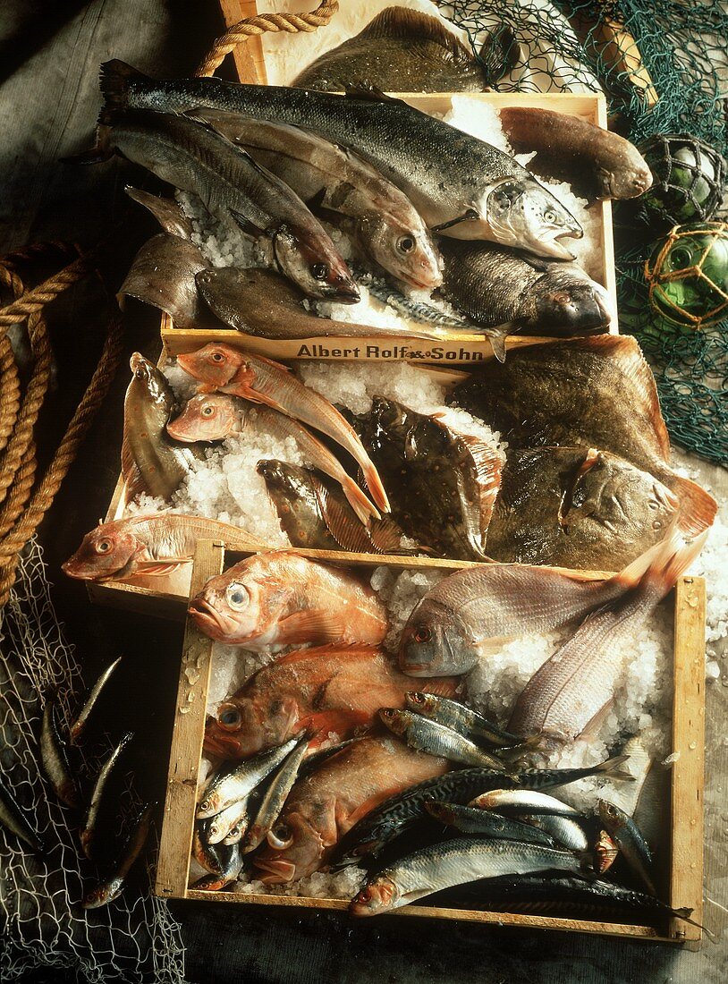 Assorted Salt Water Fish in Boxes