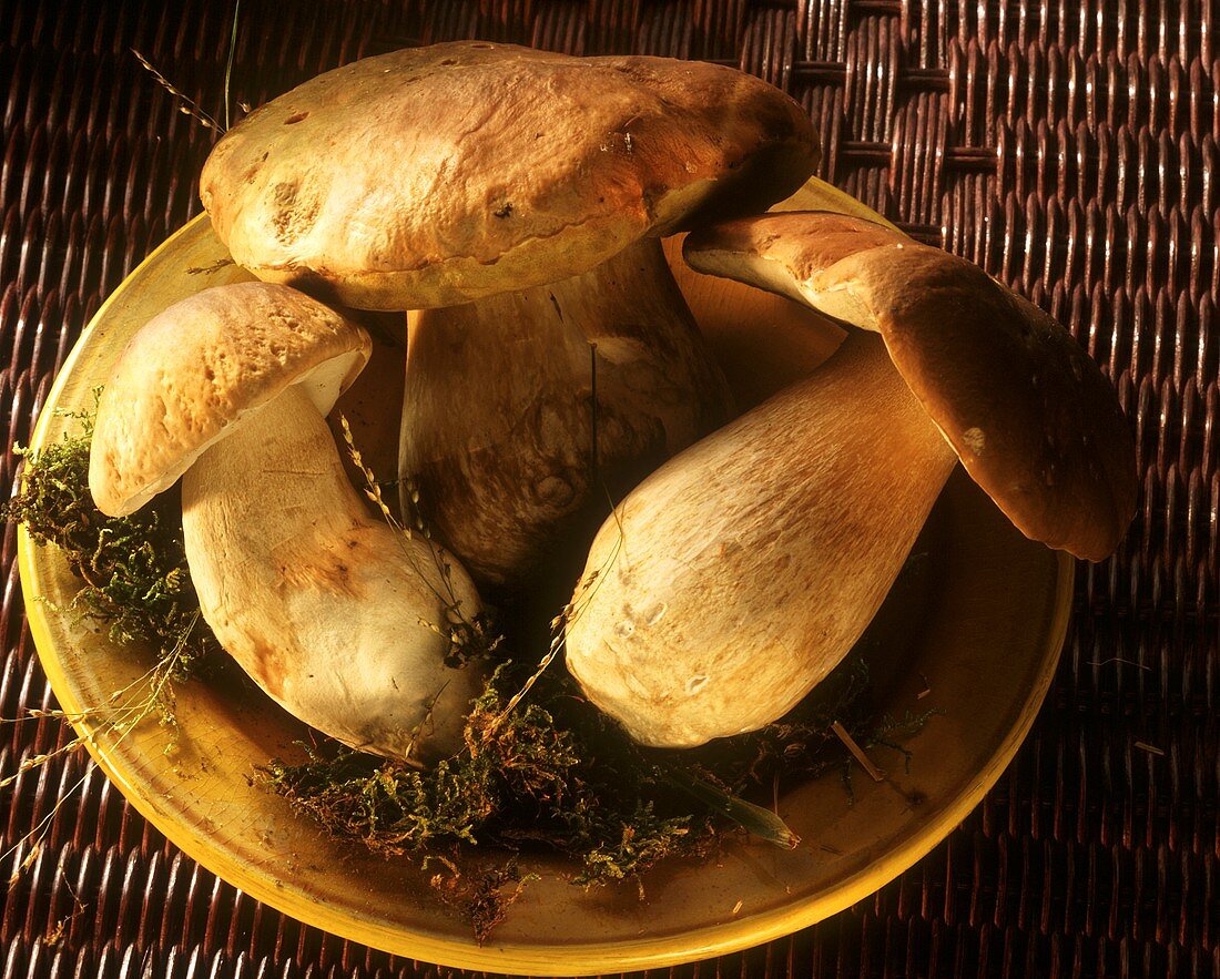 Three Ceps with Moss in a Bowl