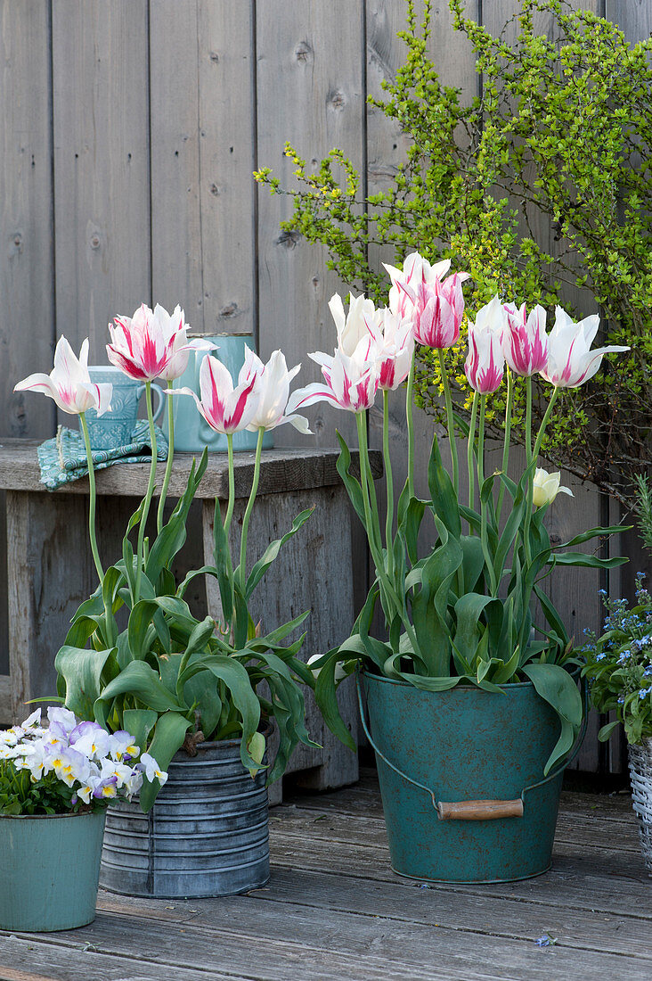 Lily-Flowered Tulips 'marylin' In Tin Pots