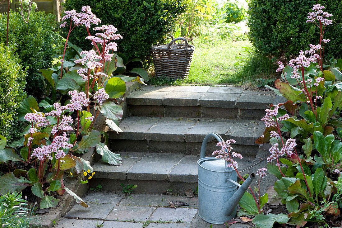 Bergenien 'Biedermeier'  säumen die Gartentreppe