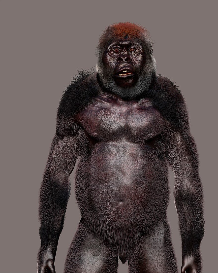 Paranthropus boisei male, illustration