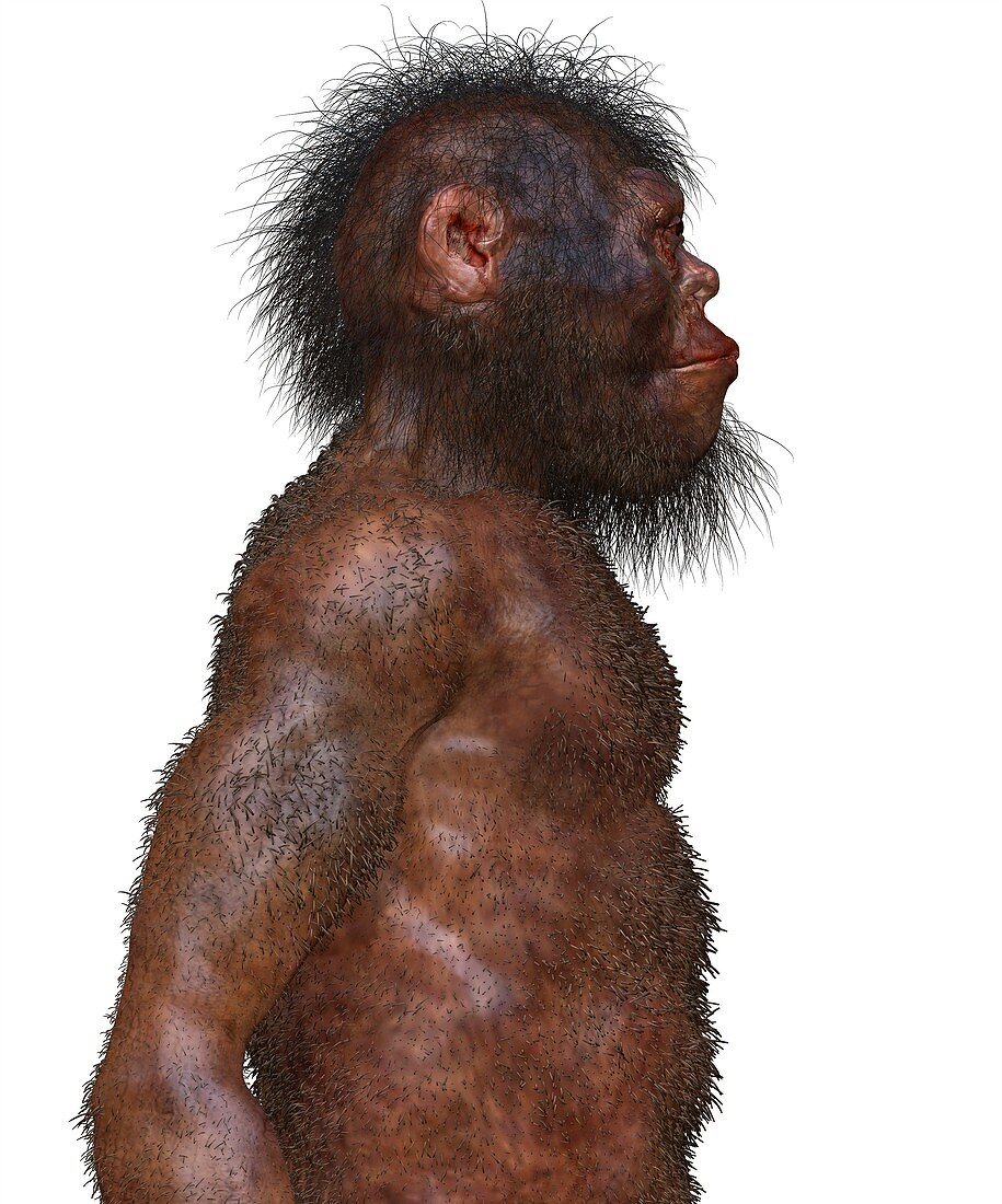 Homo naledi male, illustration