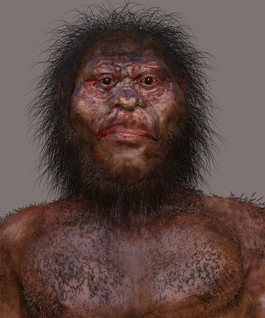 Homo naledi male, illustration