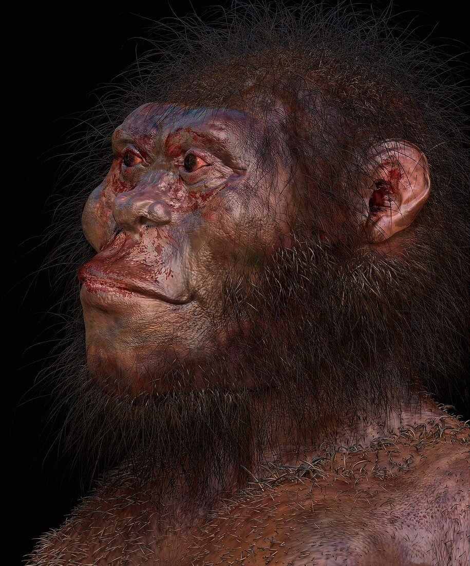 Homo naledi male, illustration