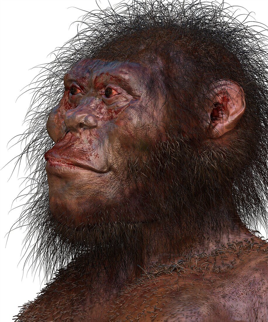 Homo naledi male, illustration