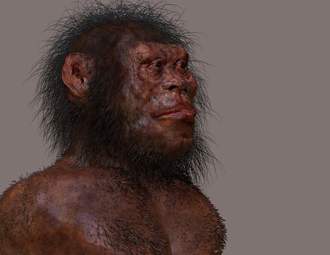 Homo naledi male, illustration