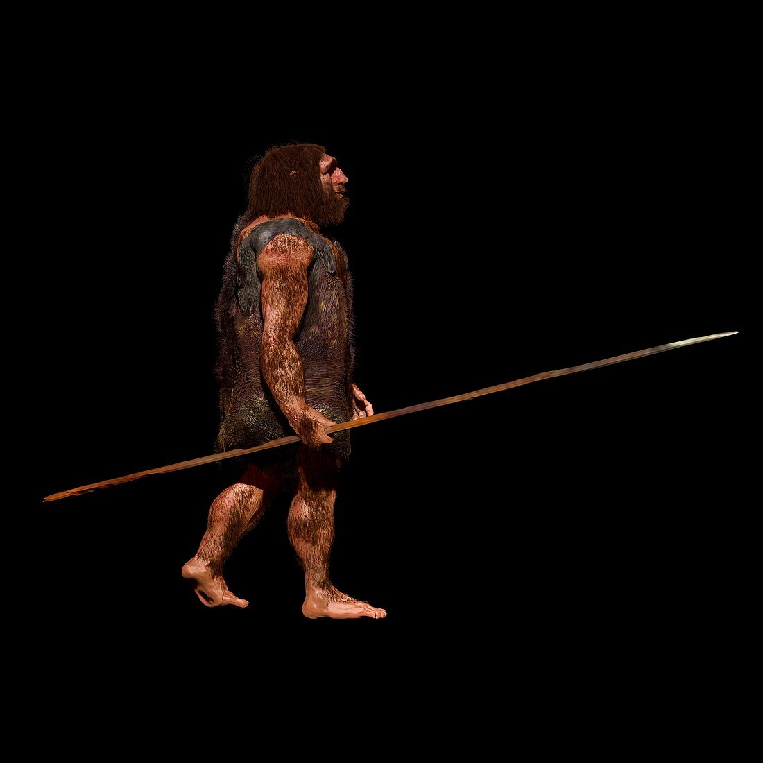 Neanderthal hunter, illustration