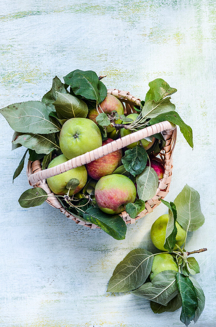 Frische Äpfel mit Blättern im Korb