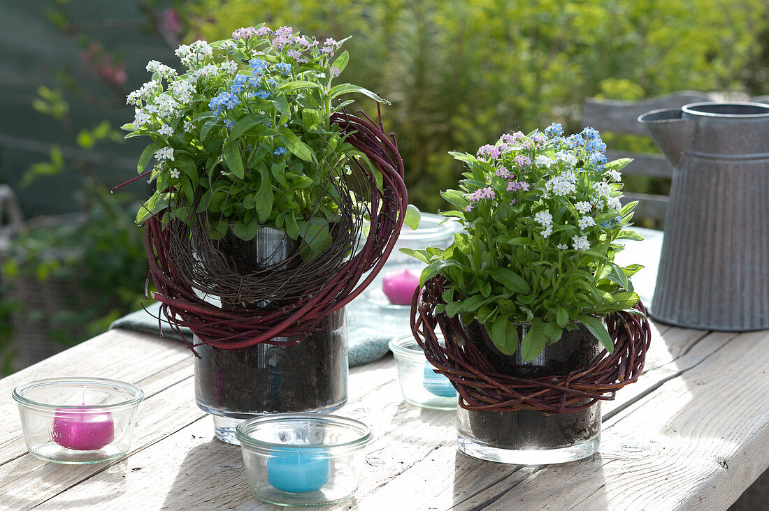 Three-Colored Forget-Me-Not In Glasses As A Table Decoration