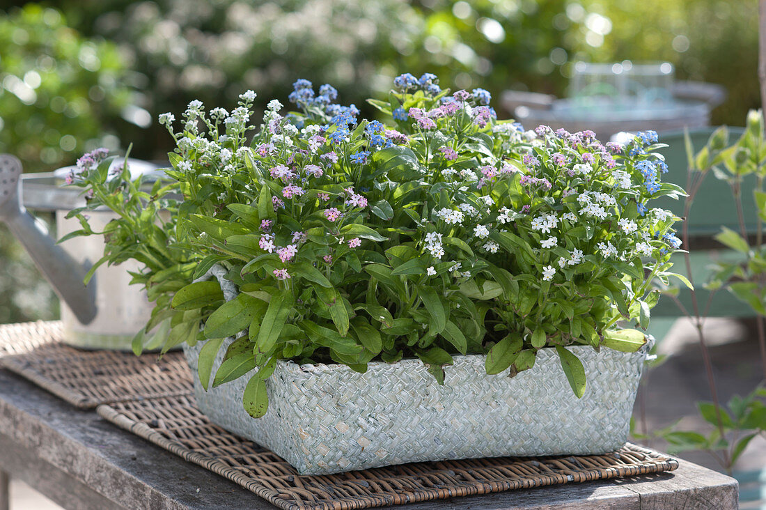 Three-Colored Forget-Me-Not In The Basket