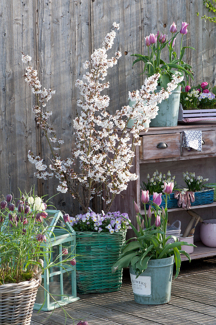 Spring Balcony With Spring Bloomers And Ornamental Cherry