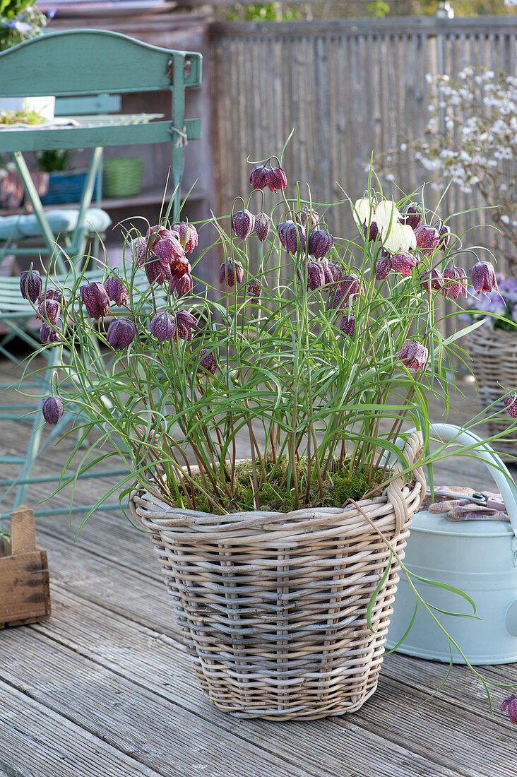 Checkerboard Flowers In The Basket