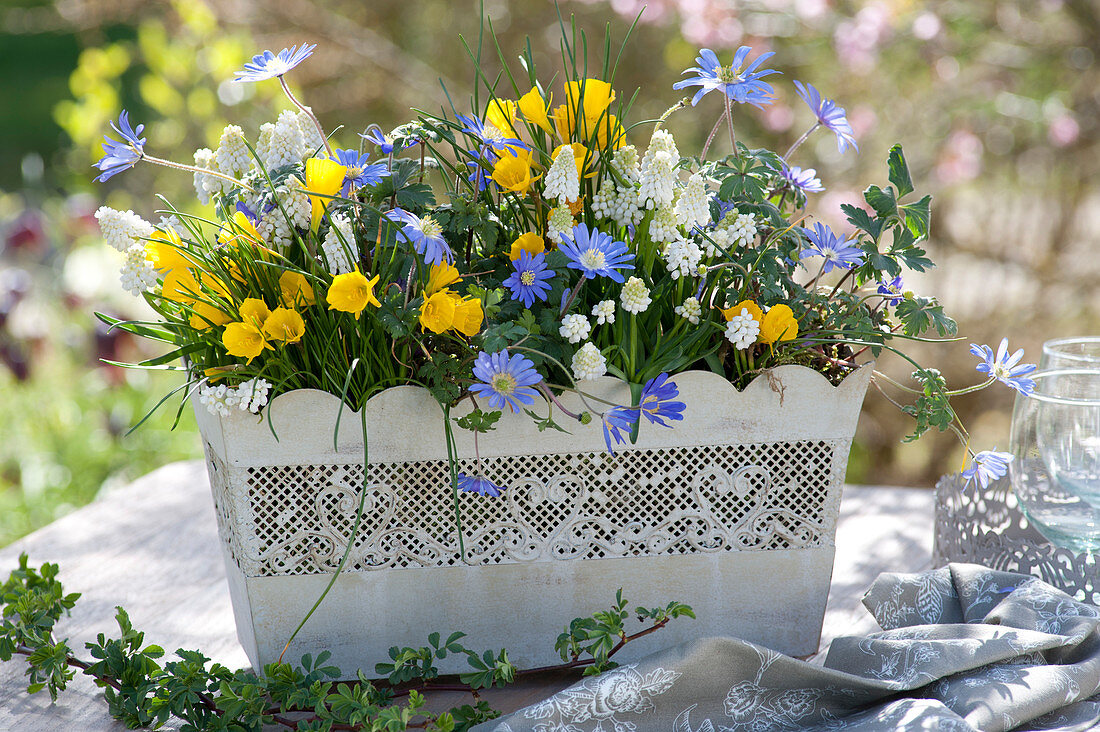 Spring Box With Daffodils, Anemones And Grape Hyacinths