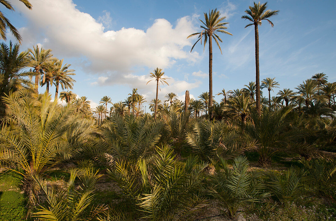 Orihuela Palm Garden, Spain