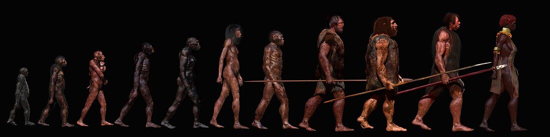 Stages in human evolution, illustration