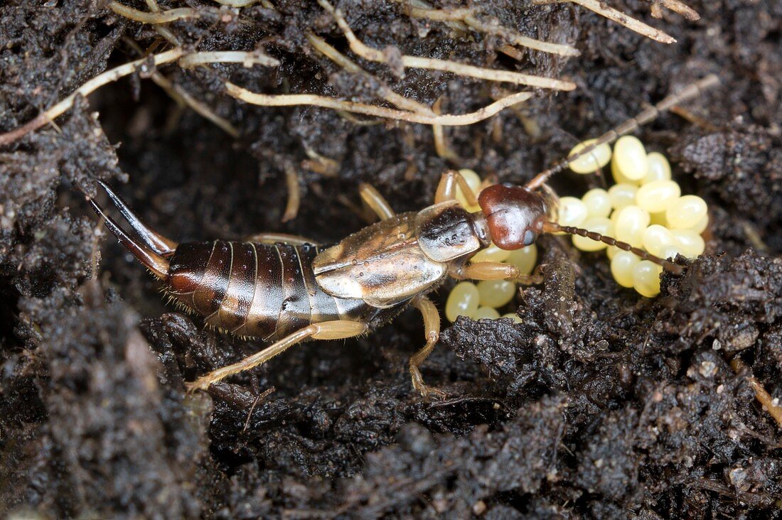 Female common earwig with her eggs