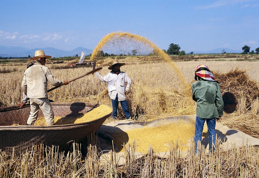 Farmers Harvesting Rice
