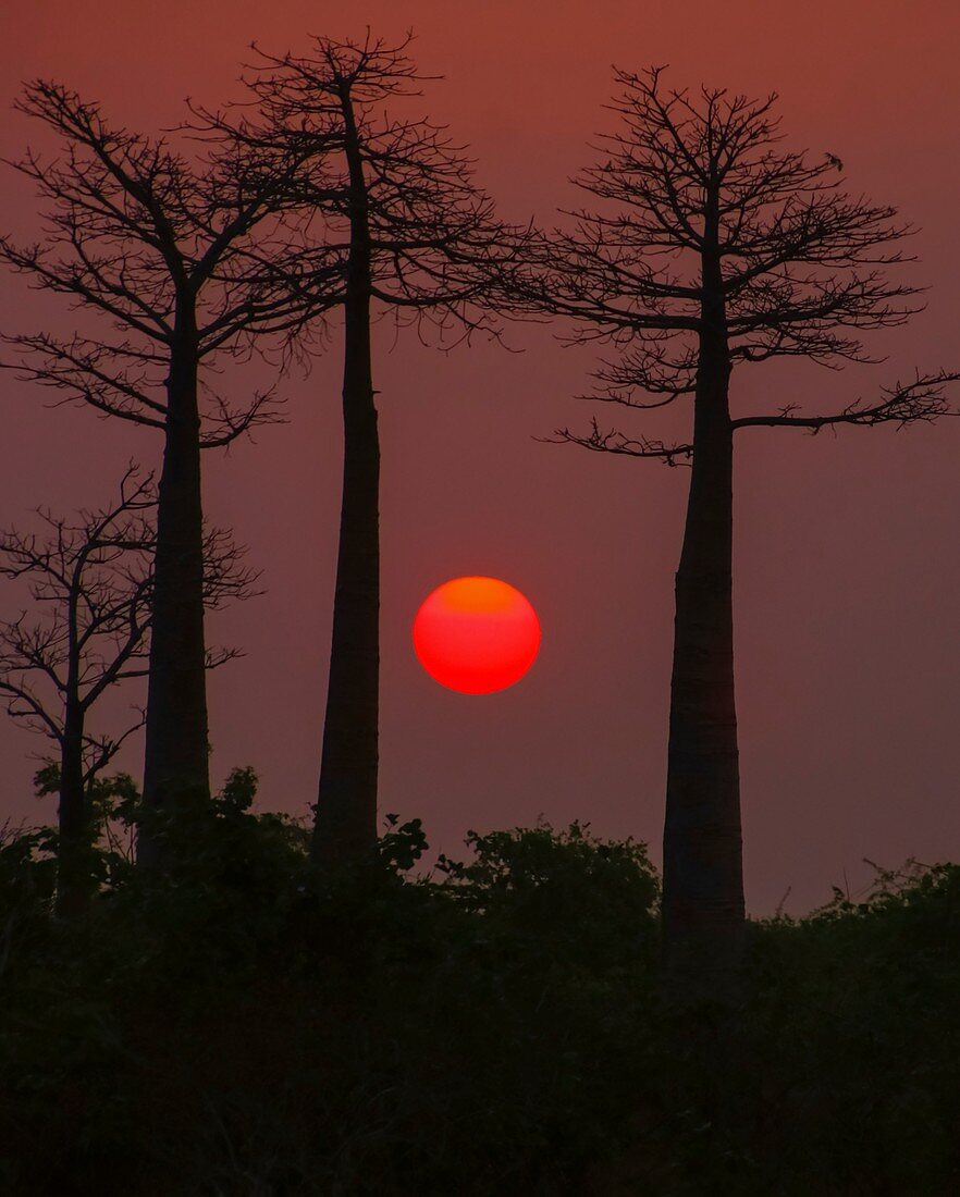 Baobab Avenue at sunset