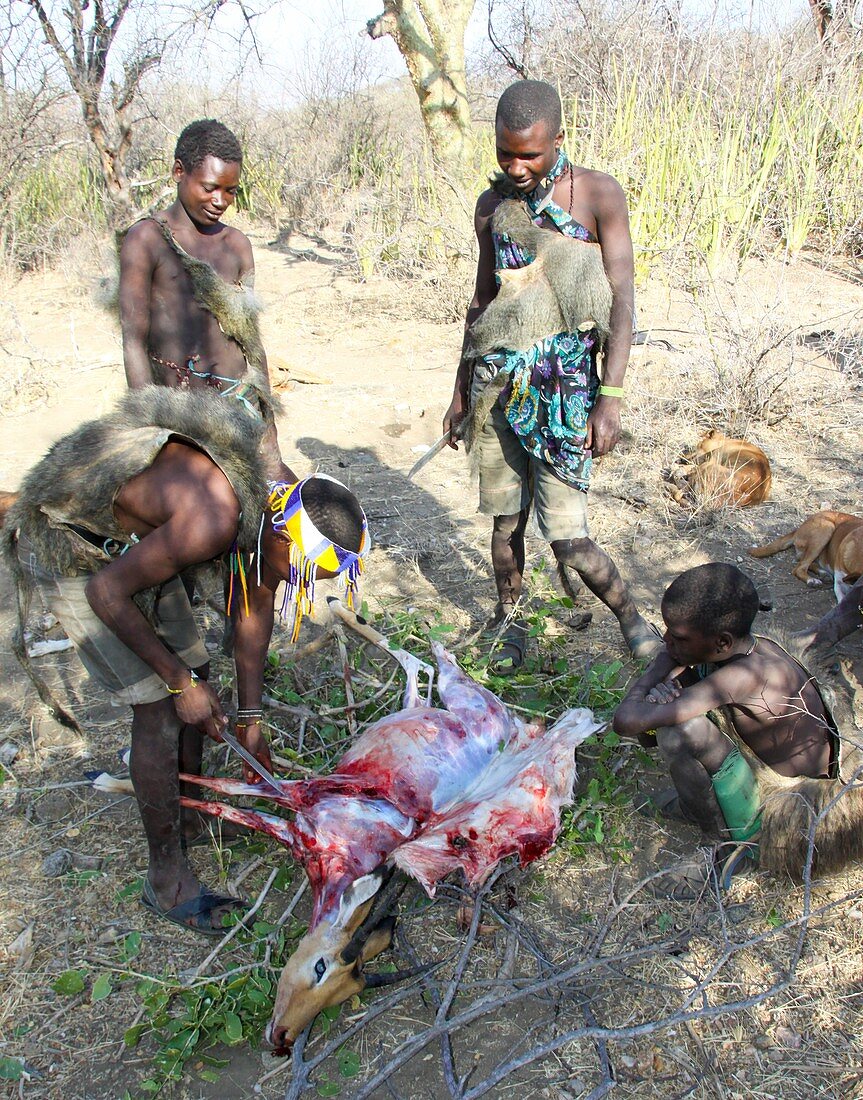 Hadza hunting party with kill