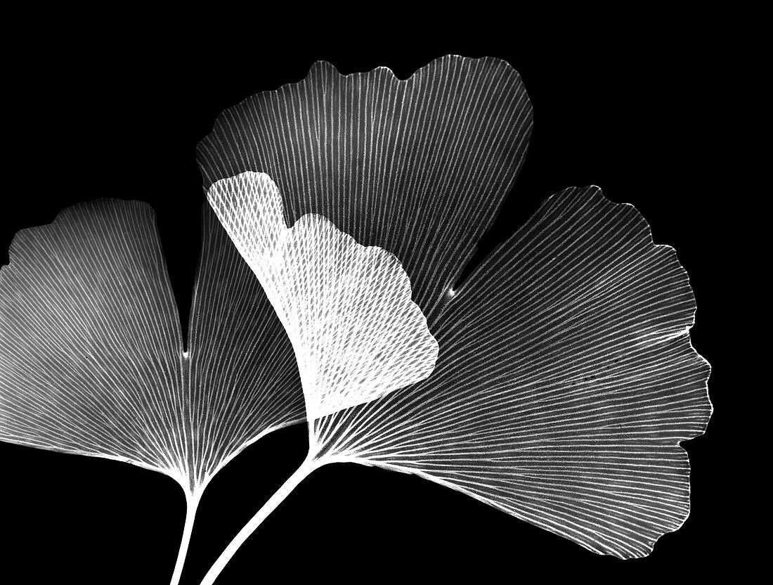 Ginkgo plant leaves, X-ray