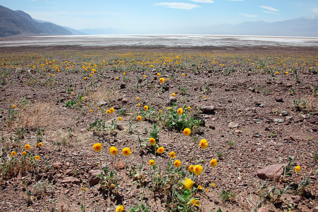 Wildflowers in Death Valley