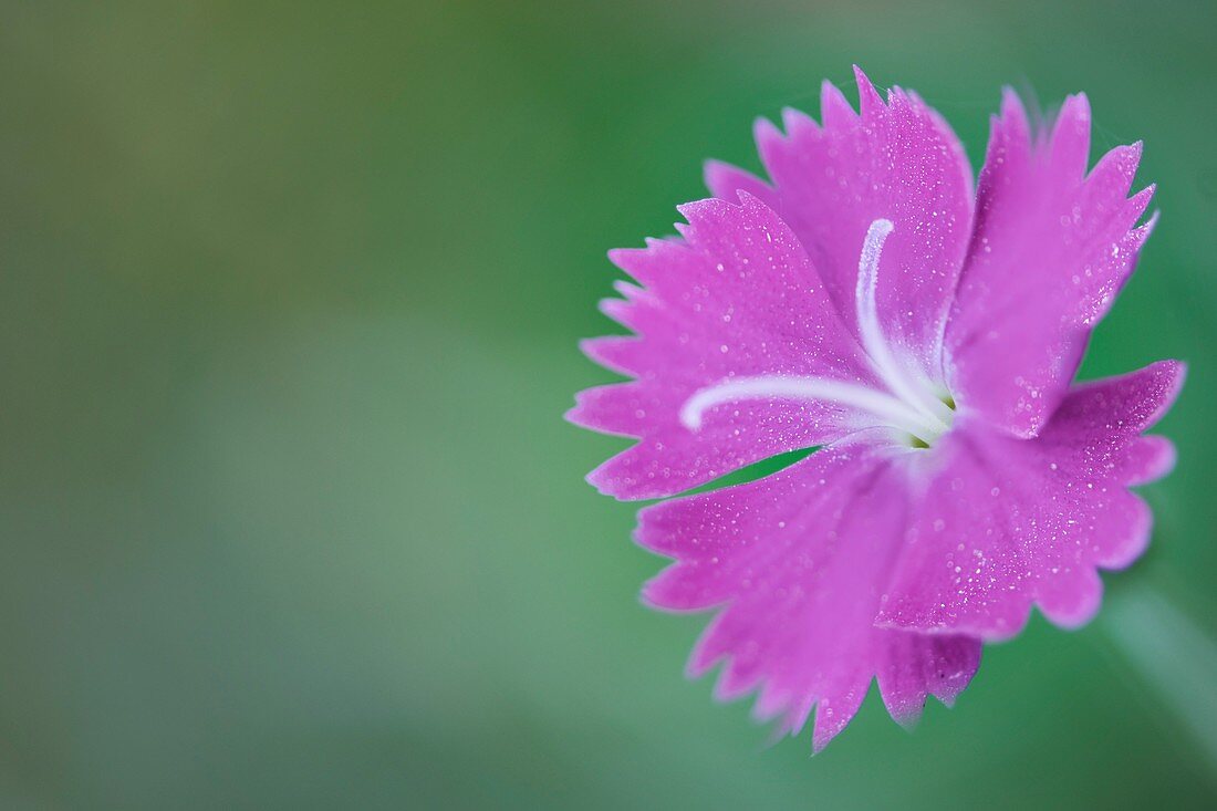 Carnation (Dianthus gratianopolitanus 'Firewitch')