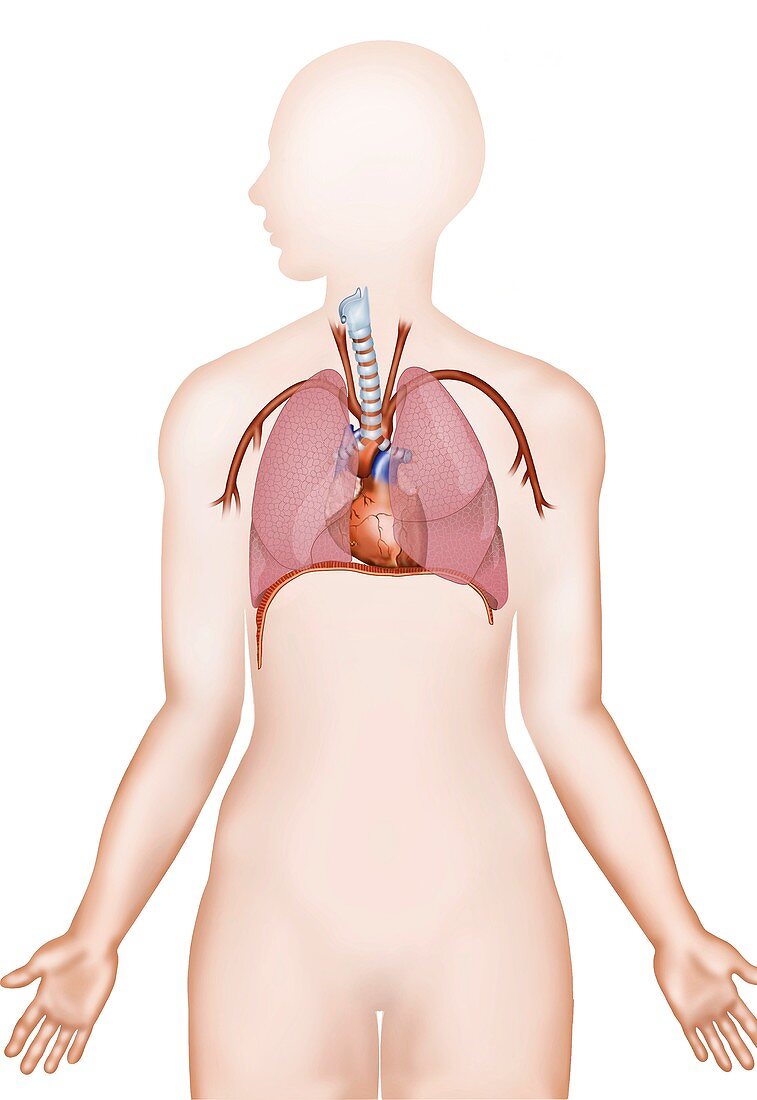 Heart and lungs, illustration