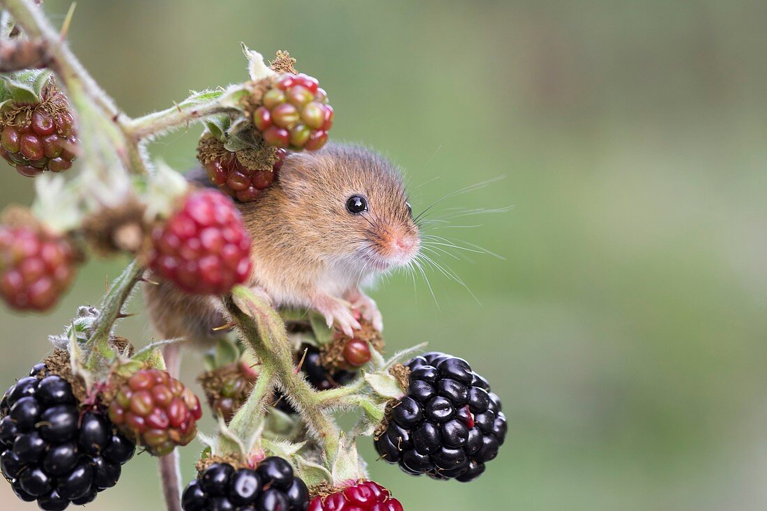 Harvest mouse on blackberries, UK