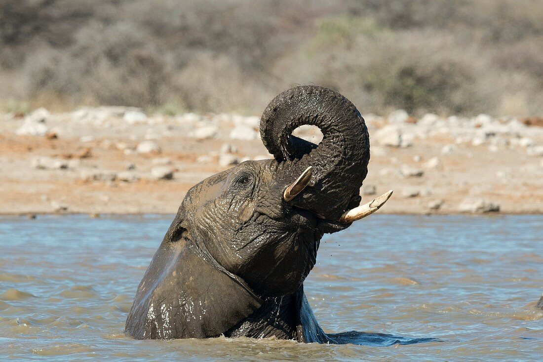 African elephant bathing